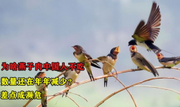 吃瓜爆料老燕子是谁,吃瓜爆料界神秘人物“老燕子”的真实身份